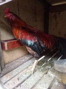 ayam sabung