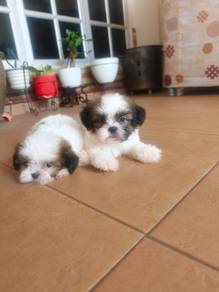 shihtzu puppy