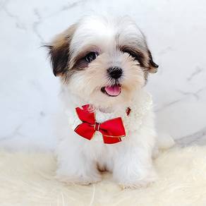 Shih Tzu