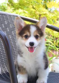 Welsh Corgi