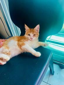 Mainecoon Kitten 3mth old