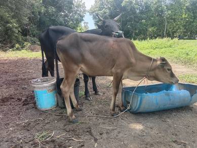 lembu 2branok 
