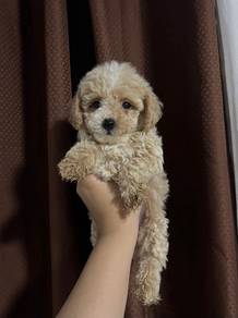 Maltipoo8