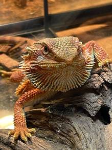 Bearded Dragon