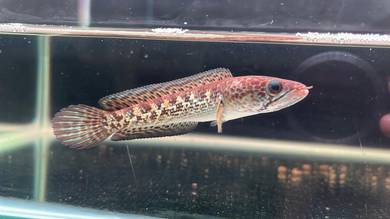 Ikan Channa Auranti Cobra 4inch fish (ACS1-3)