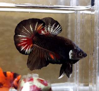 AOC Halfmoon Plakat HMPK Betta Fish / Ikan Laga