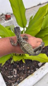 Sailfin Dragon 