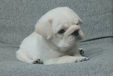 PUG PUPPIES 688 🌻 REHOME Boy