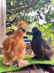 ayam silkie , us silkie chicken