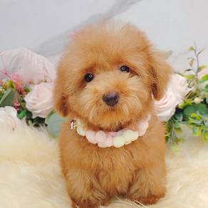 Maltipoo