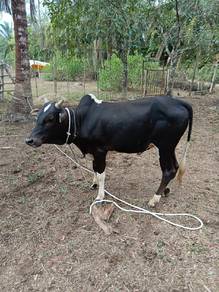 Lembu jantan setahun lebih