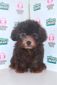 J0091 Poodle Cute Teddy Face Curly Puppy