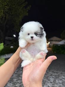 Pomeranian Parti Tiny Female Puppy PROMO