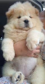 FLUFFY CHOW CHOW PUPPIES C331 🌻 Cream Female
