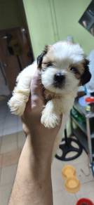 shi tzu
