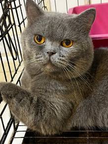 bsh