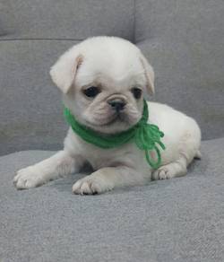 PUG PUPPIES 646 🌻 Chubby Pug Female