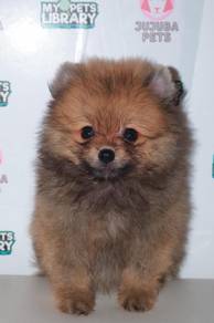 f15  kawai Pomeranian Dog