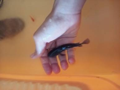 ikan chana Limbata