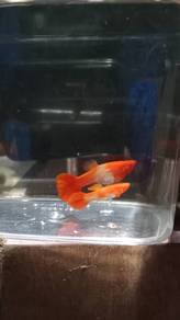 Guppy - Albino Koi Red Ear