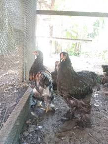 ayam brahma