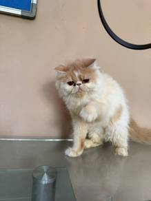 flatnose persian cat