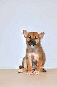 w6 Adorable Shiba Puppy