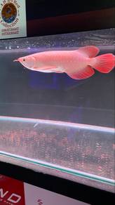 super red sepauk