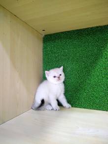 BSH British Short Hair Female For Sale KucingMurah