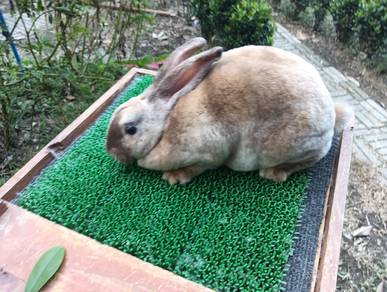 Arnab Mini Rex
