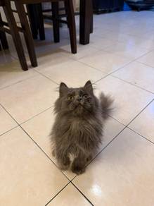 British Longhair 