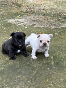 French Bulldog Puppy 602
