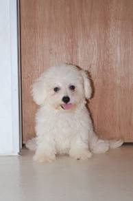 J0712 Bichon Cute Small White Fluffy Puppy