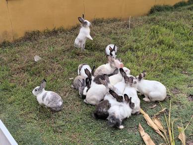 Rabbit with good heath for sale 