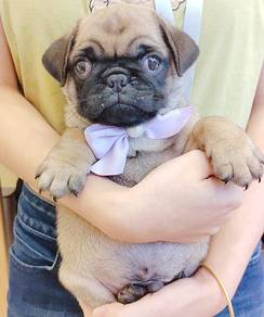 Pug