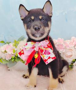 Shiba