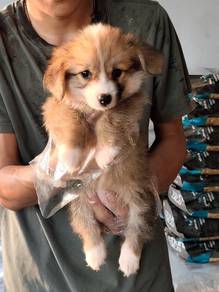 Long Hair Corgi Puppy
