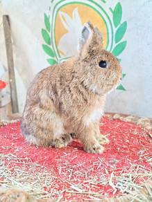 Netherland Dwarf