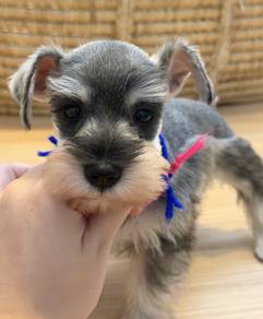 SCHNAUZER MINIATURE PUPPIES S113🌻 雪纳瑞 Available