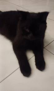 Black Bsh