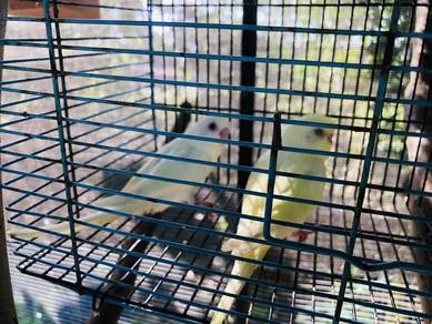 burung baji creamino mata merah anak muda