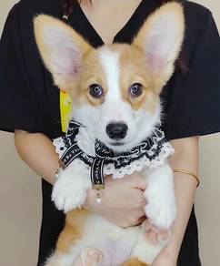 Corgi