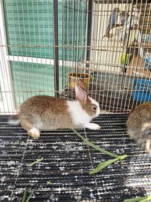 Rabbit