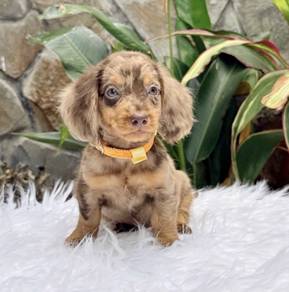 MINIATURE DACHSHUND Puppies 070 🐻 Adorable Puppy