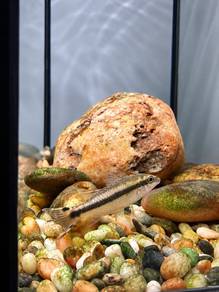 Kribensis Cichlid