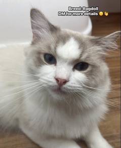 Ragdoll Cat for sale