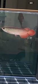 Indonesian Red Arowana