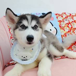 Husky