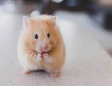 syrian hamster 