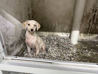 Toy poodle